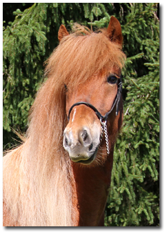 Magni, 3 years old Magni, 3 years old